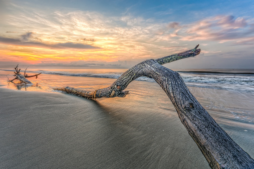 A serene composition capturing the beauty of driftwood resting on the sandy shores. The weathered and sun-bleached wood tells a silent tale of its journey across the waves. The tranquil beach setting, with the gentle touch of sunlight, creates a peaceful and contemplative scene, inviting viewers to appreciate the natural artistry of the coastline