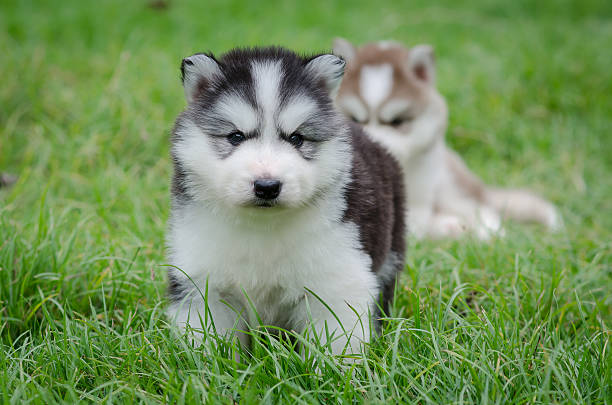 istock Puppy siberian husky  on grass 515690833