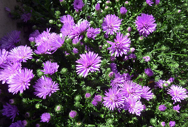 Cтоковое фото Фиолетовый chrysanthemums
