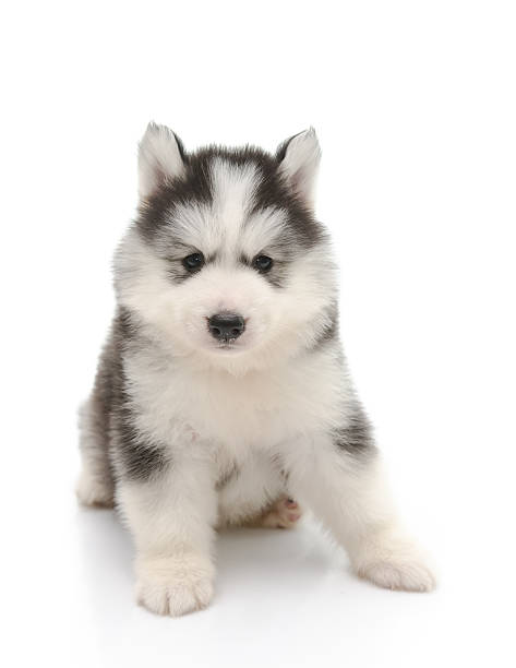 istock Cute little husky puppy isolated on white 515701333