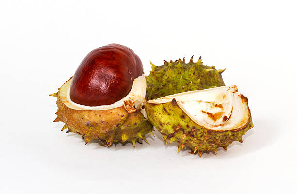 chesnut conker - cupule ストックフォトと画像