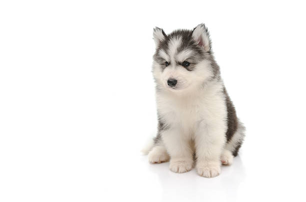 istock Cute little husky puppy isolated on white 515701931