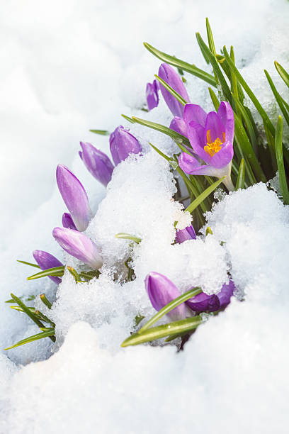 purple crocus on white snow stock photo