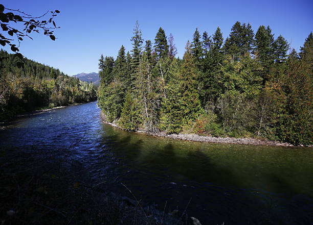 istock Adams River, British Columbia, Canada in Autumn 515702615