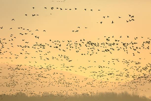 latający gęsi - gaggle snow goose flying large group of animals zdjęcia i obrazy z banku zdjęć