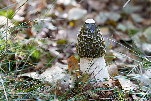 stinkhorn （男根 impudicus ) - soil saprophyte ストックフォトと画�像