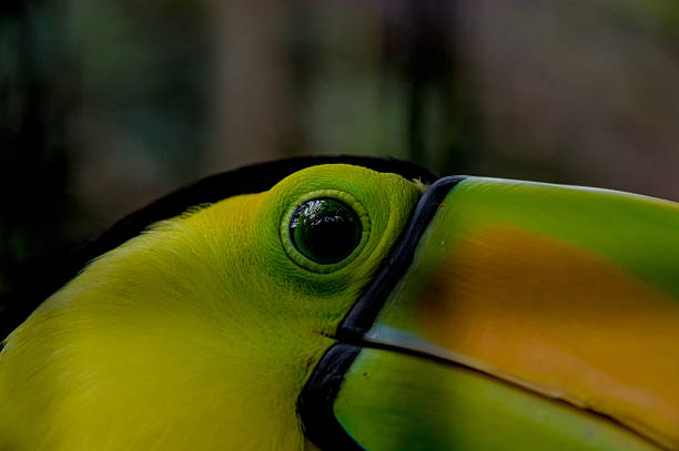 istock close up of toucan 515703003
