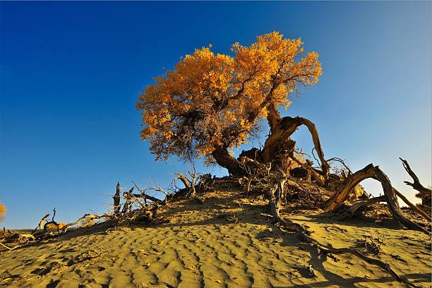 populus euphratica - inner mongolia stock-fotos und bilder