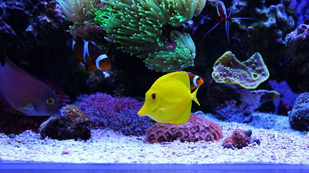 istock yellow tang in coral reef aquarium 515703638