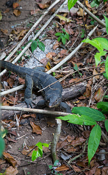istock big iguana against the tropical jungle 515703652