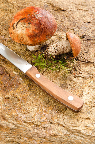 Wild mushrooms and knife on stone
