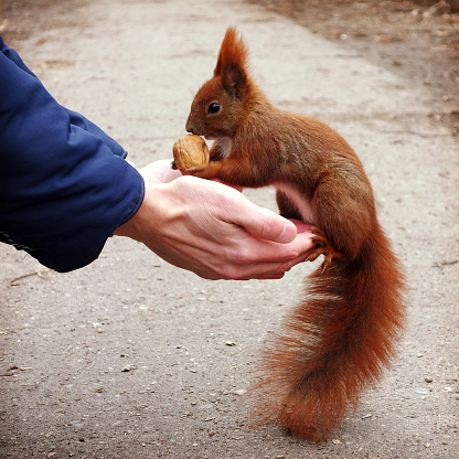 The cutest animal on earth: a squirrel having lunch in Berlin, Germany