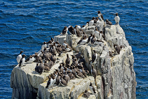 istock Guillemots, Farne Islands Nature Reserve, England 515704006