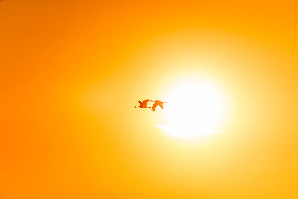 istock Two Sandhill Cranes Flying on sunset, California, USA 515704154