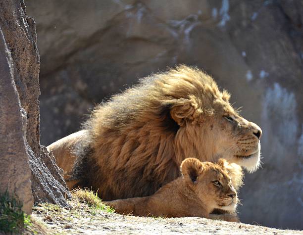 istock Male Lion and Cub 515704304