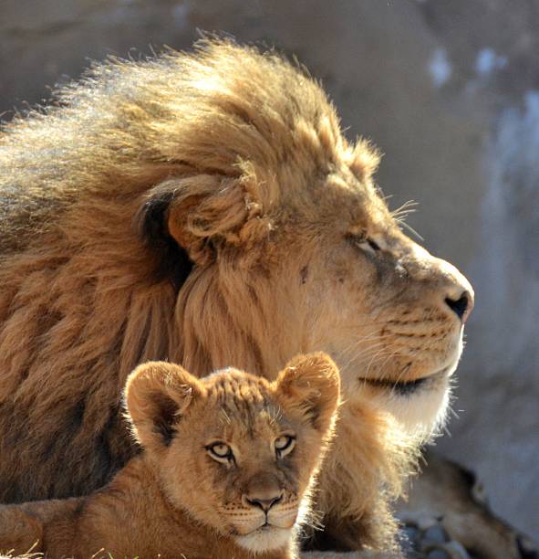 istock Male Lion and Cub. 515704326