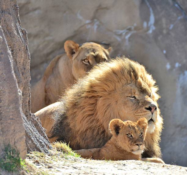 istock Family of Lions 515704378