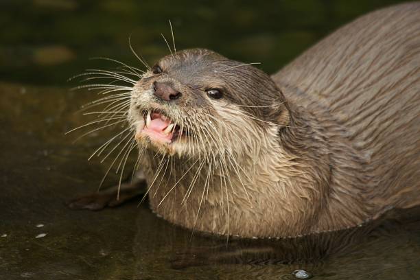 istock Close-up of Asian short-clawed otter looking up 515704403
