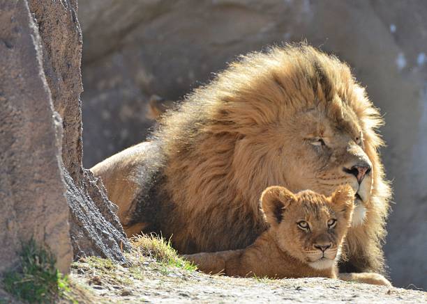 istock Male Lion and Cub 515704406