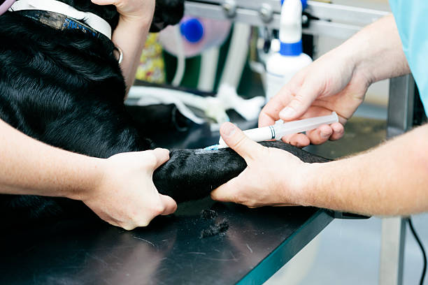 istock Dog receiving anaesthetic 515704535