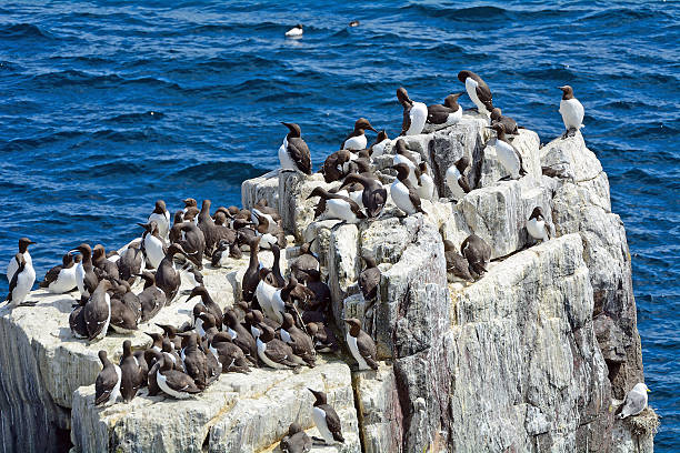 istock Guillemots, Farne Islands Nature Reserve, England 515704740