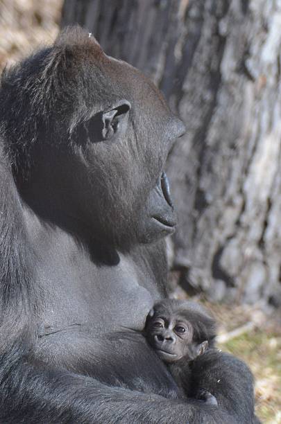 istock Mother Gorilla with Baby 515704760