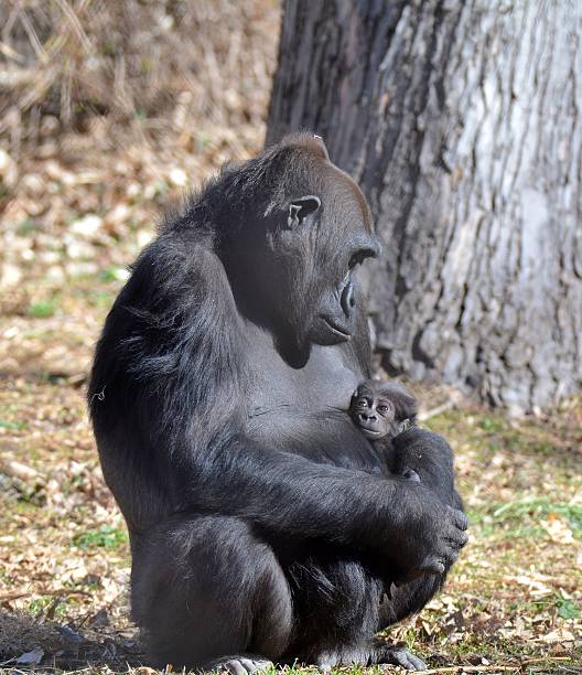 구슬눈꼬리 고릴라, 아기 - animal ape monkey bonding 뉴스 사진 이미지