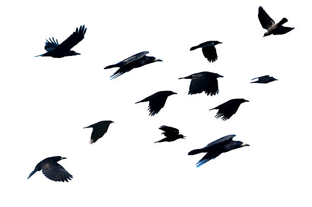 Rook, Corvus frugilegus, flying. Flying rooks. white crow stock pictures, royalty-free photos & images