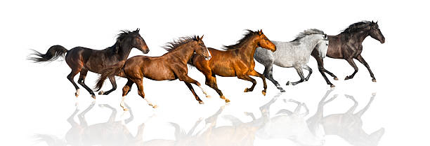 istock isolate of the  horses on the white background 515705236