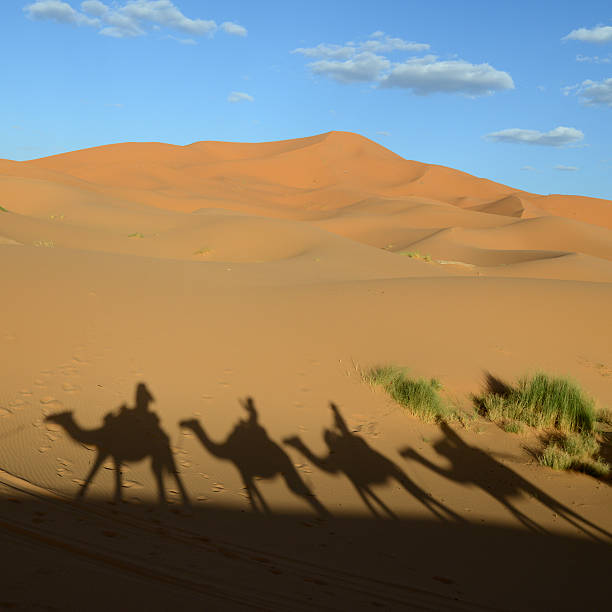 istock Dunes of Erg Chebbi with camel shadows in Morocco 515705407