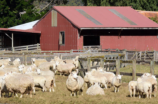 a agricultura na nova zelândia, nz nzl - cattle station - fotografias e filmes do acervo