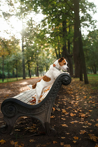 istock Dog breed Jack Russell Terrier 515705796