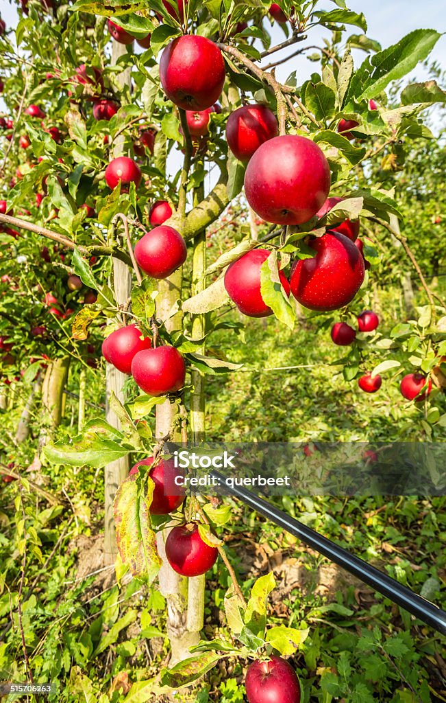 Äpfel im Obstgarten - Lizenzfrei Agrarbetrieb Stock-Foto