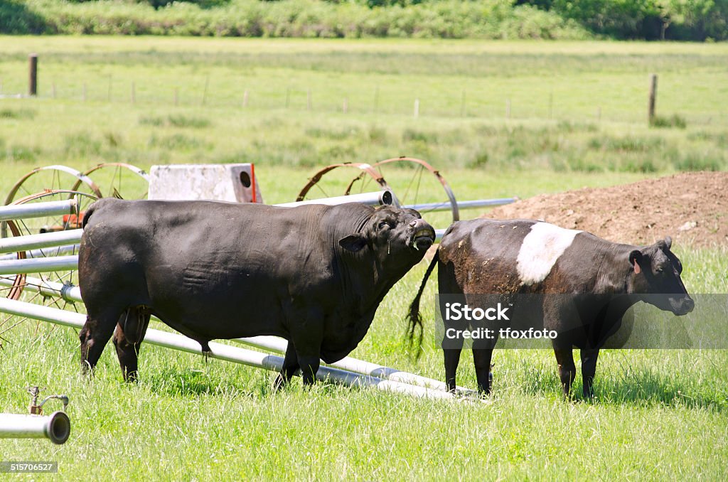 Negro Bull - Foto de stock de Concept Does Not Exist libre de derechos