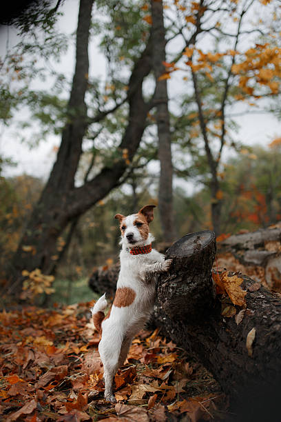 istock Dog Jack Russell Terrier walks on nature 515706664