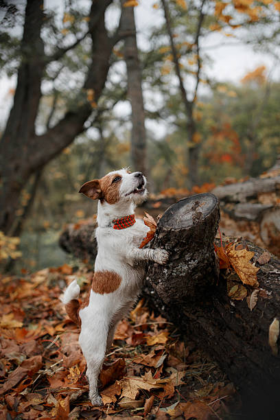istock Dog Jack Russell Terrier walks on nature 515706816