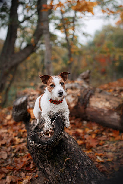 istock Dog Jack Russell Terrier walks on nature 515706864