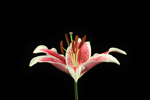 stargazer - lily pink stargazer lily flower zdjęcia i obrazy z banku zdjęć