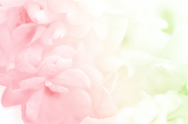 istock sweet flowers in soft style for background 515707053