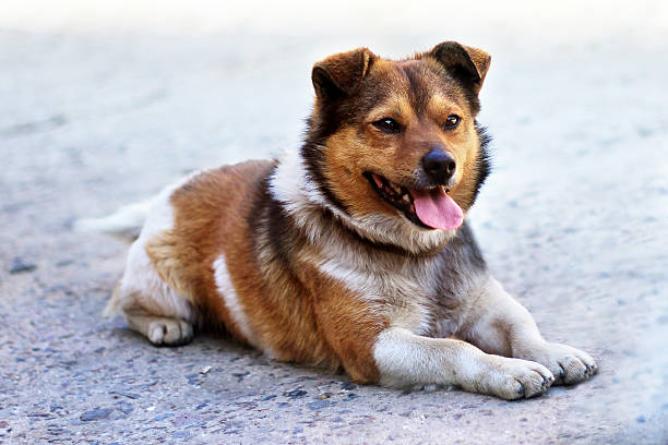 istock Home dog lying on the pavement 515707650