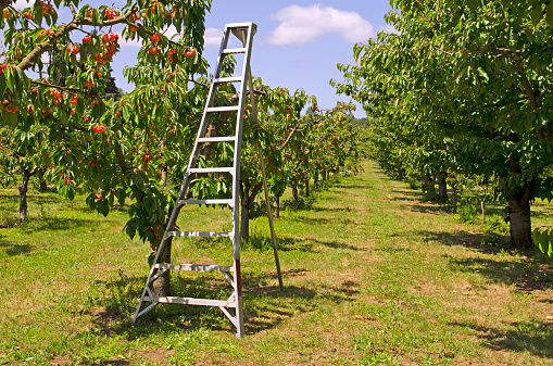 Aluminum tripod ladder in a up pick cherry orchard