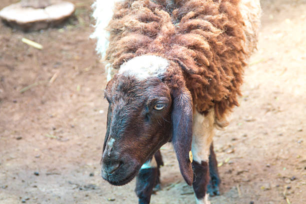 istock the goat in the farm 515708123
