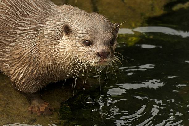 istock Close-up of dripping wet Asian short-clawed otter 515708171