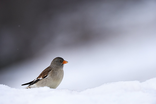 White winged snowfinch photographed in winter on snow