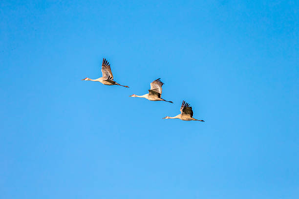 istock Three Sandhill Cranes Flying, California, USA 515708426