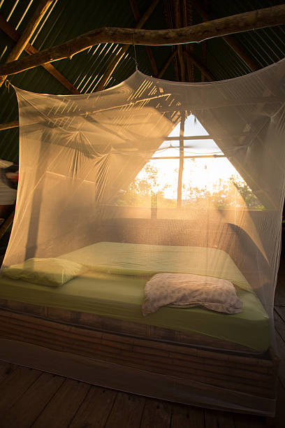 istock Open room in Costa Rica 515708525