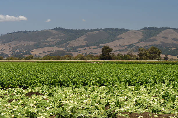 istock Rows of Romaine Lettuce Being Harvested 515708807