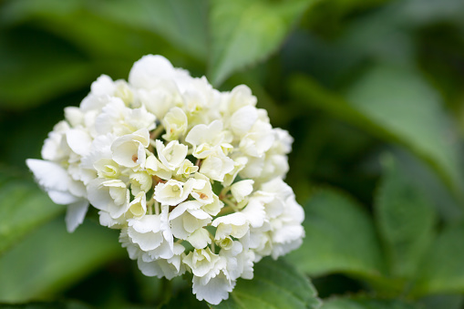 White Hydrangea, weisse Hortensie