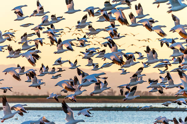 Flock of Snow Geese Flying at Sunset, California, USA Flock of Snow Geese flying at sunset.  600mm lens. Canon 1Dx. crane bird stock pictures, royalty-free photos & images