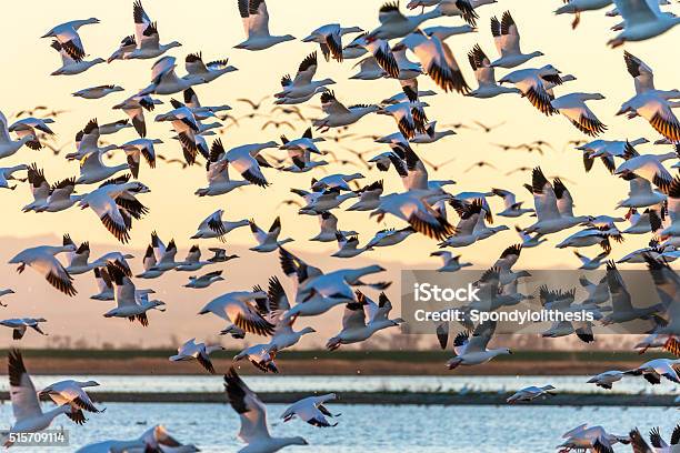 Flock Of Snow Geese Flying At Sunset California Usa Stock Photo - Download Image Now